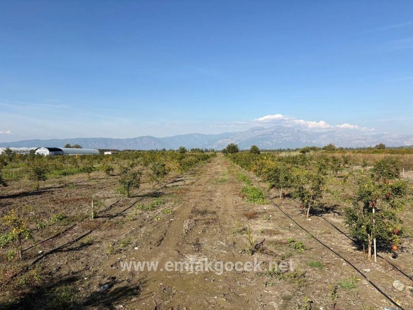21500 M² Großer Granatapfelgarten In Eskiköy Zu Verkaufen