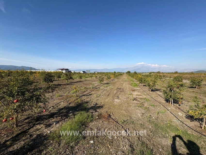 21500 M² Großer Granatapfelgarten In Eskiköy Zu Verkaufen
