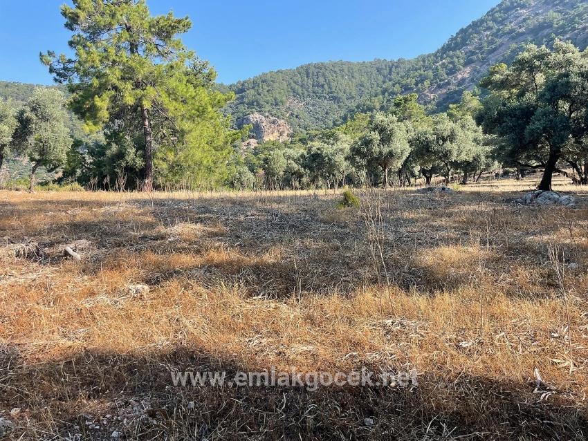 Feld Zu verkaufen in Çandır Bz. Köyceğiz - Gehäuse-Zonierung - 10.481 m²