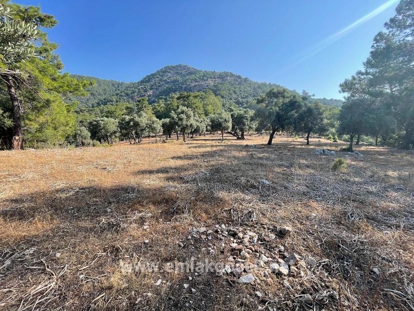 Feld Zu verkaufen in Çandır Bz. Köyceğiz - Gehäuse-Zonierung - 10.481 m²
