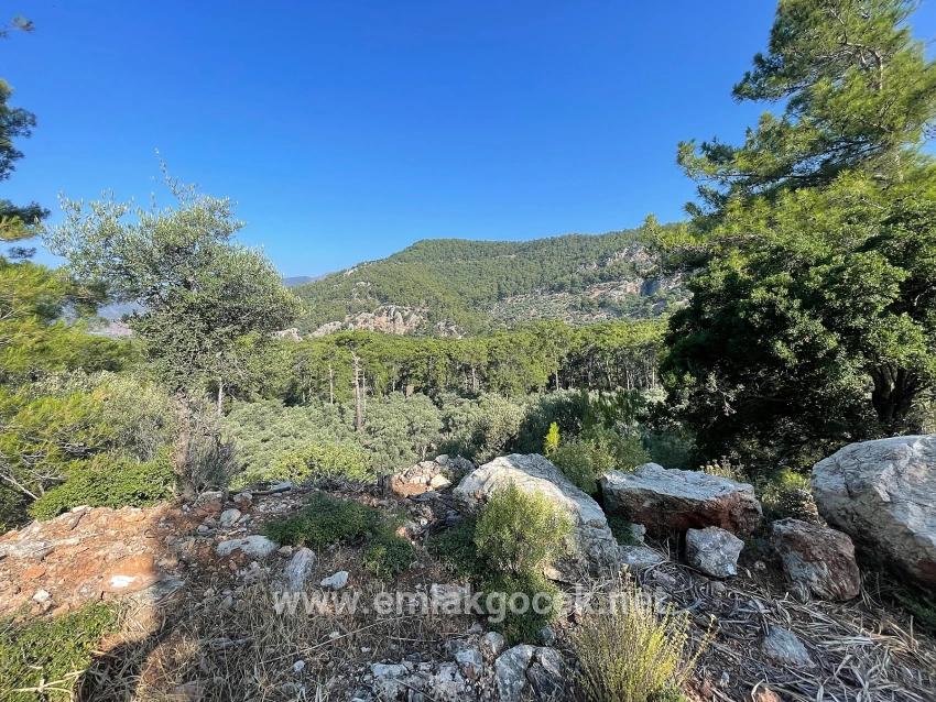 Feld Zu verkaufen in Çandır Bz. Köyceğiz - Gehäuse-Zonierung - 10.481 m²