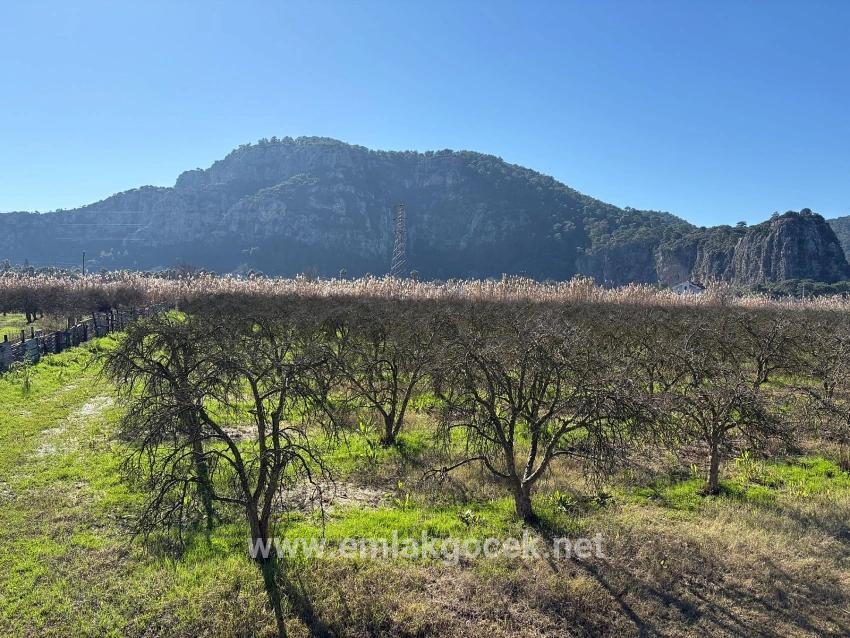5985 M² Großes Grundstück In Dalyan Zu Verkaufen, Ausgewiesen Für 5 % Weinbau/obstbau.