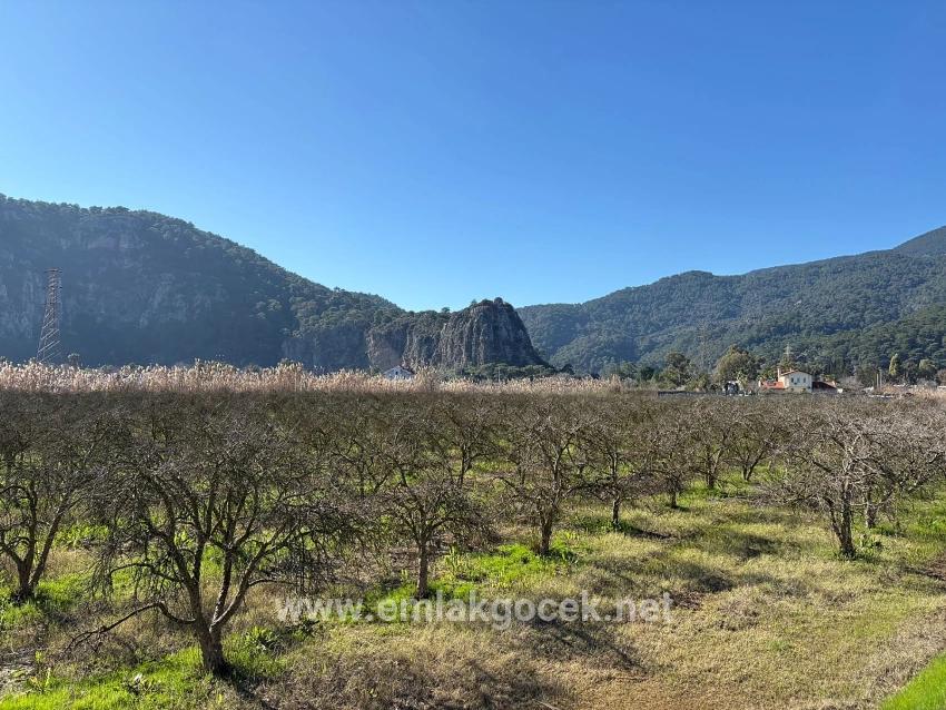 5985 M² Großes Grundstück In Dalyan Zu Verkaufen, Ausgewiesen Für 5 % Weinbau/obstbau.