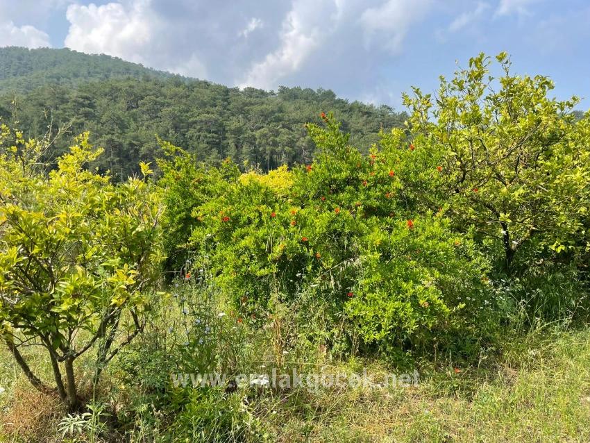7800 M² Großes Grundstück Zum Verkauf In Gökbel, Neben Der Iztuzu Beach Road
