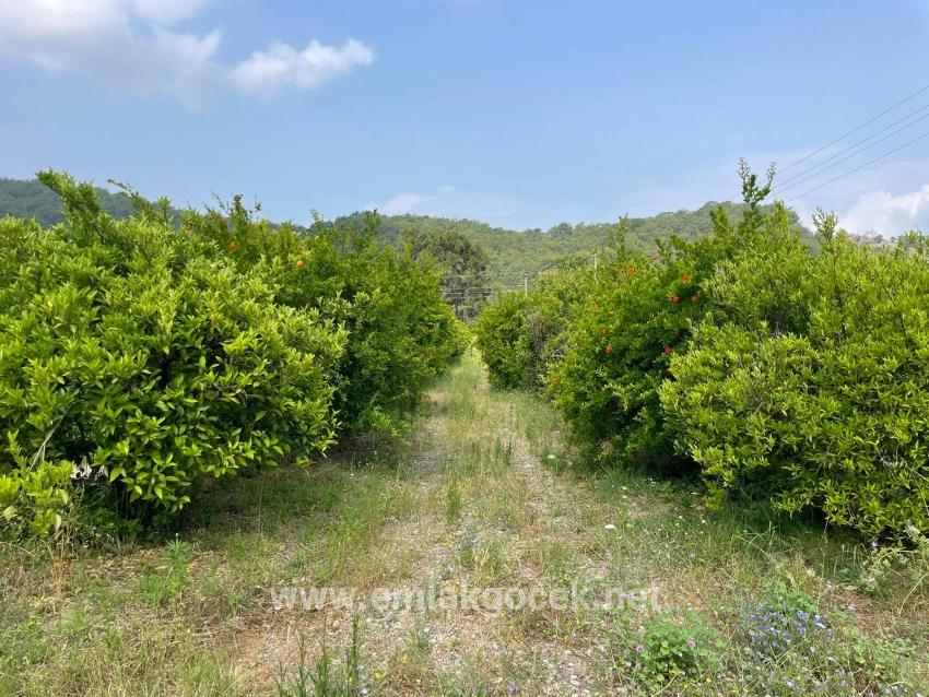 7800 M² Großes Grundstück Zum Verkauf In Gökbel, Neben Der Iztuzu Beach Road