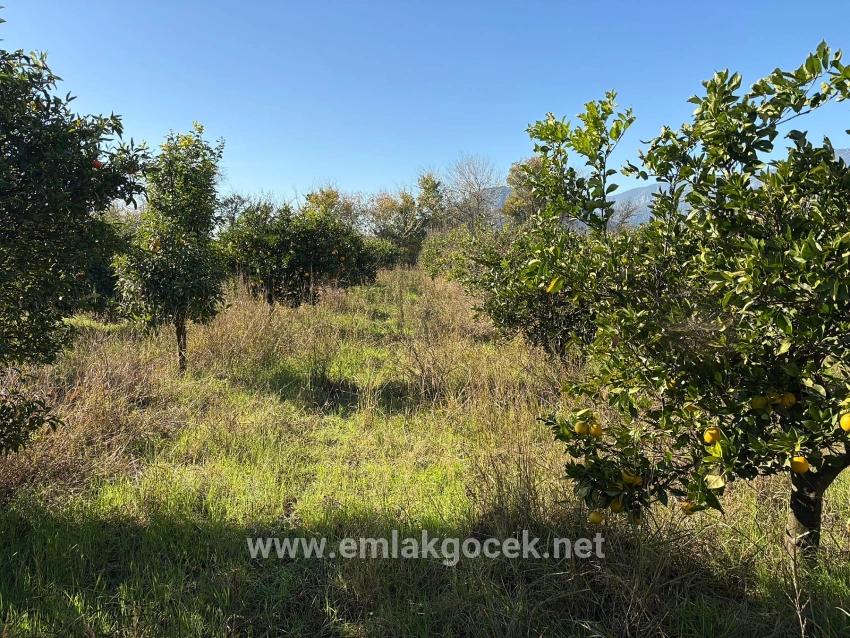 Feld Zu verkaufen in Dalyan Bz. Ortaca - Feld-Zonierung - 4.541 m²