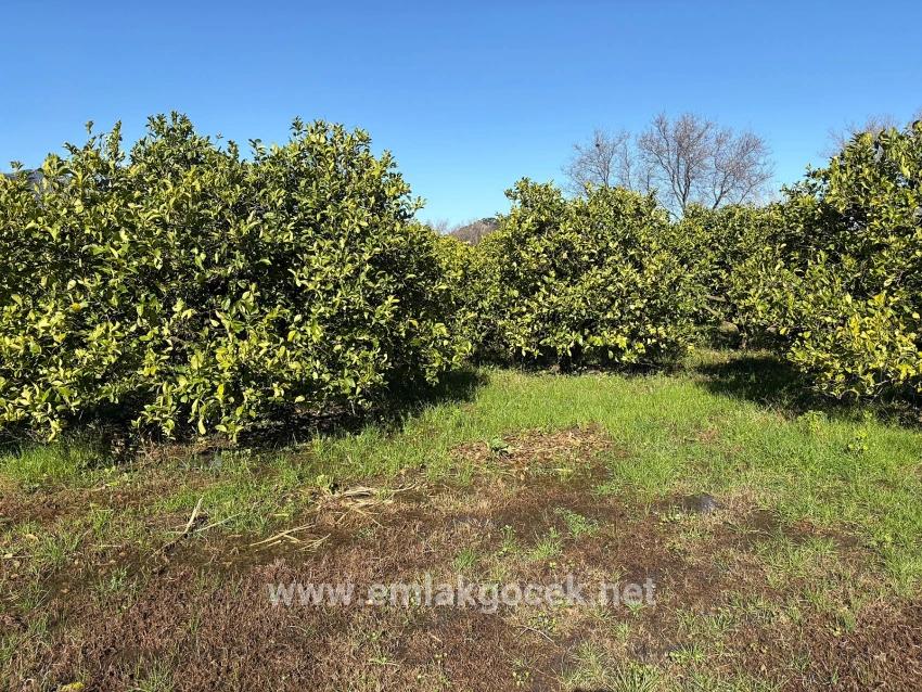 Zitronenhain In Dalyan Zu Verkaufen, 16.500 M²