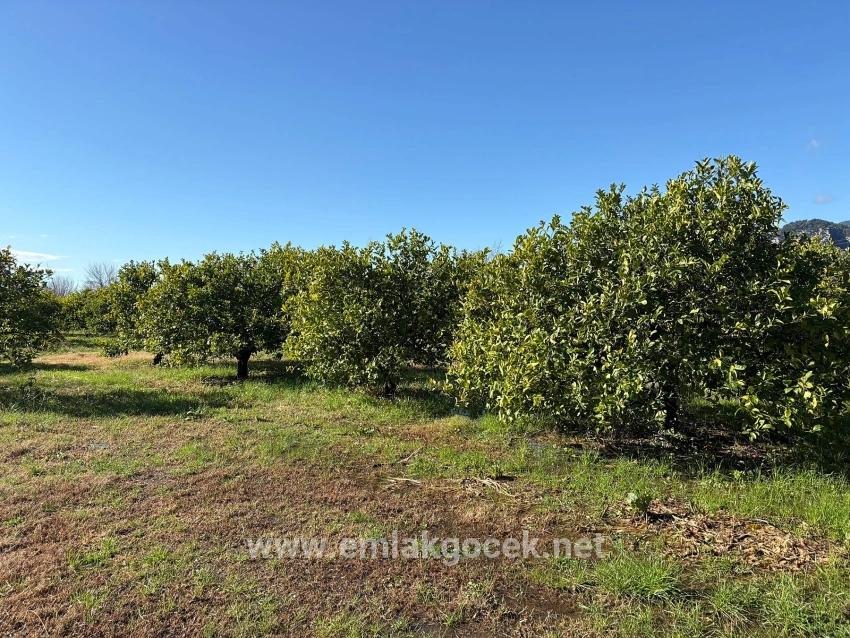 Zitronenhain In Dalyan Zu Verkaufen, 16.500 M²