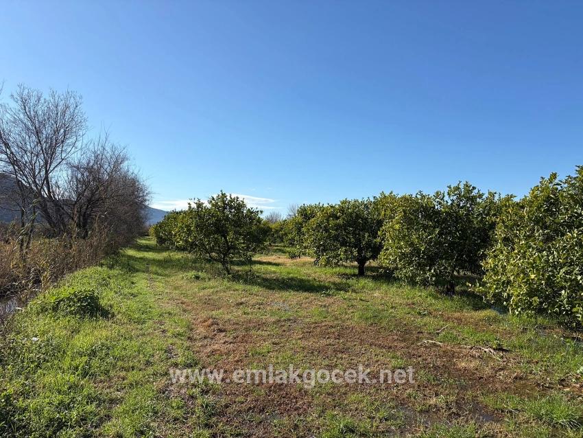 Zitronenhain In Dalyan Zu Verkaufen, 16.500 M²