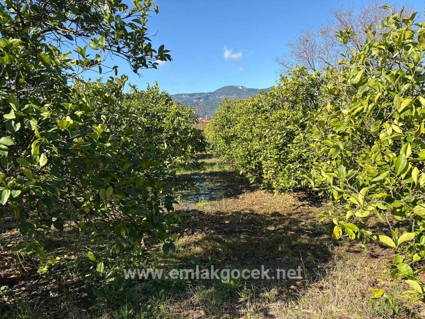 Zitronenhain In Dalyan Zu Verkaufen, 16.500 M²