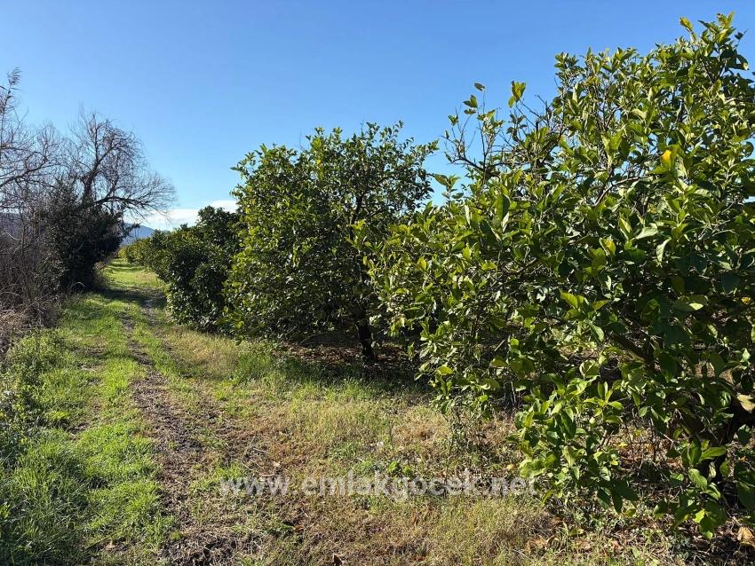 Zitronenhain In Dalyan Zu Verkaufen, 16.500 M²