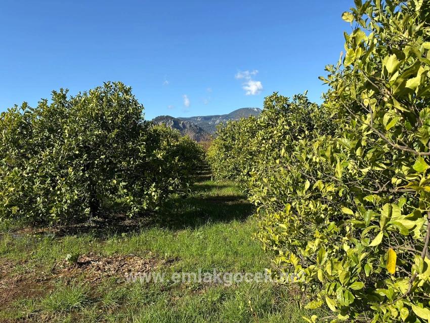 Zitronenhain In Dalyan Zu Verkaufen, 16.500 M²