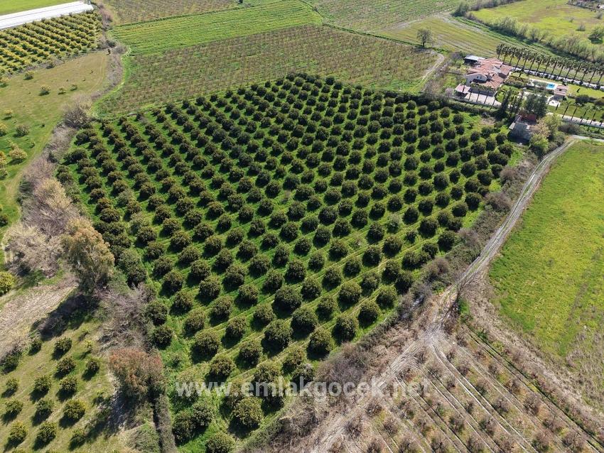 Weinberg & garten Zu verkaufen in Dalyan Bz. Ortaca - Weinberg & garten-Zonierung - 17.550 m²