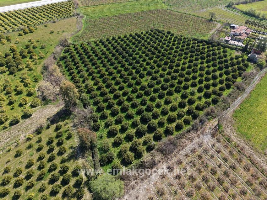 Weinberg & garten Zu verkaufen in Dalyan Bz. Ortaca - Weinberg & garten-Zonierung - 17.550 m²