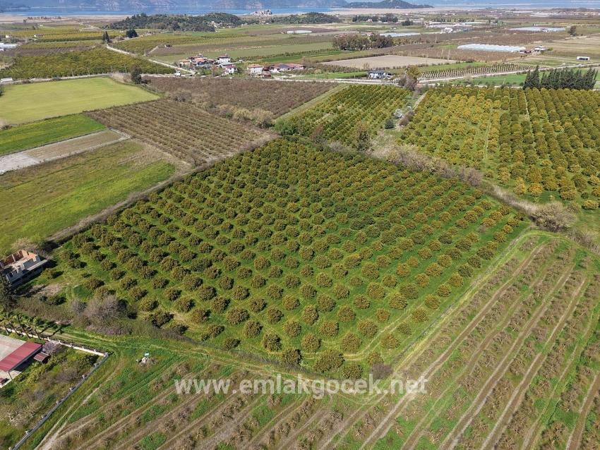 Weinberg & garten Zu verkaufen in Dalyan Bz. Ortaca - Weinberg & garten-Zonierung - 17.550 m²