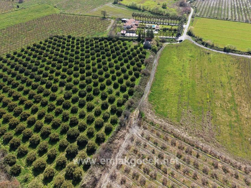 Weinberg & garten Zu verkaufen in Dalyan Bz. Ortaca - Weinberg & garten-Zonierung - 17.550 m²