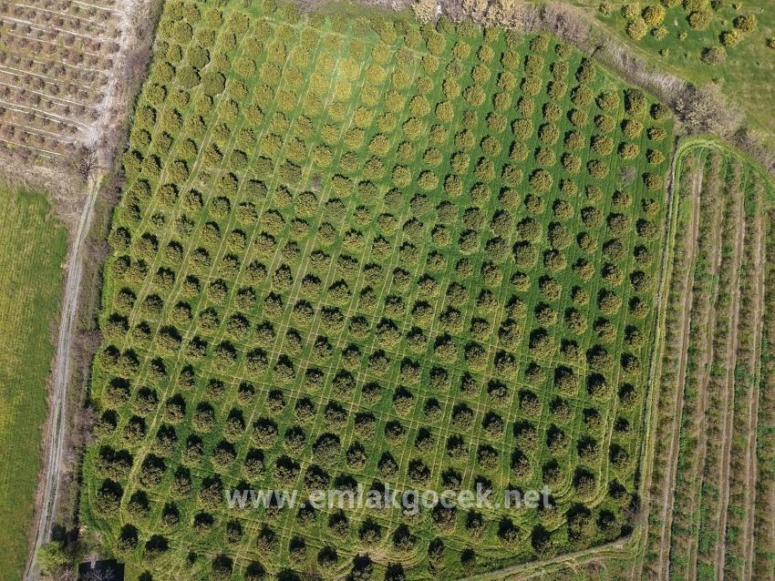 Weinberg & garten Zu verkaufen in Dalyan Bz. Ortaca - Weinberg & garten-Zonierung - 17.550 m²