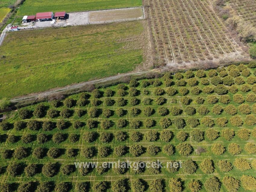 Weinberg & garten Zu verkaufen in Dalyan Bz. Ortaca - Weinberg & garten-Zonierung - 17.550 m²