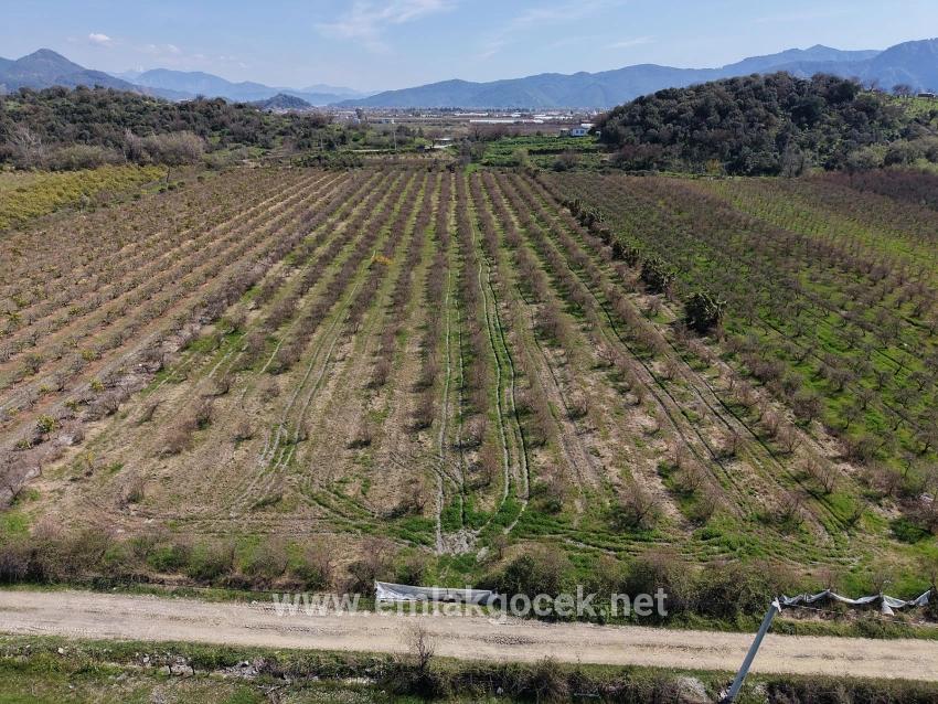 16.710 M² Granatapfelgarten Zum Verkauf Mit Seeblick In Eskiköy