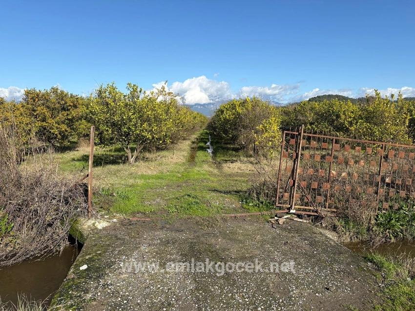 Feld Zu verkaufen in Tepearası Bz. Ortaca - Weinberg & garten-Zonierung - 23.000 m²
