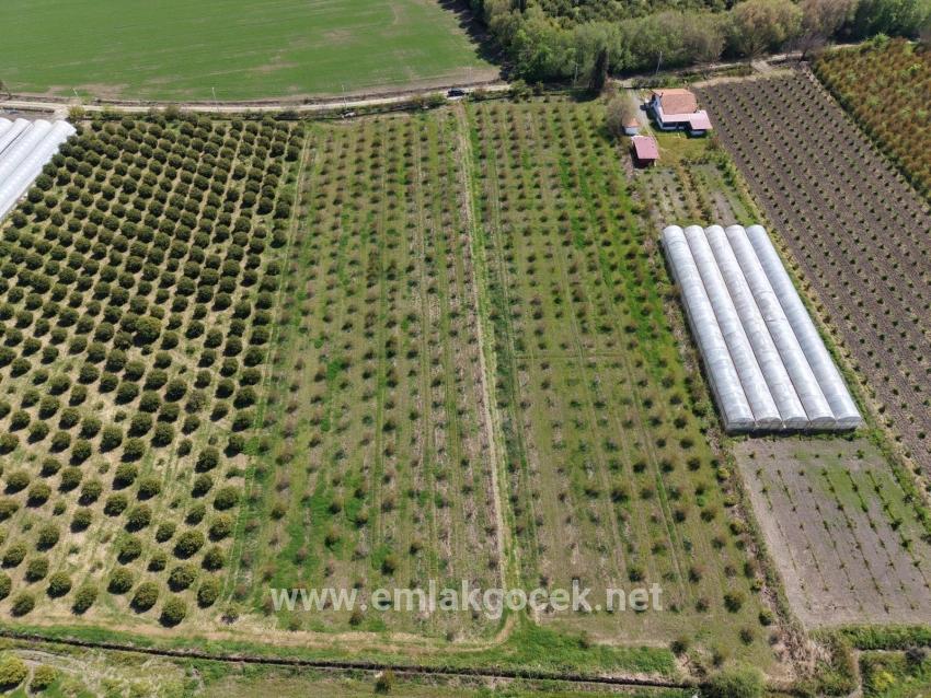 16.000 M² Großer Granatapfelgarten In Eskiköy Zu Verkaufen