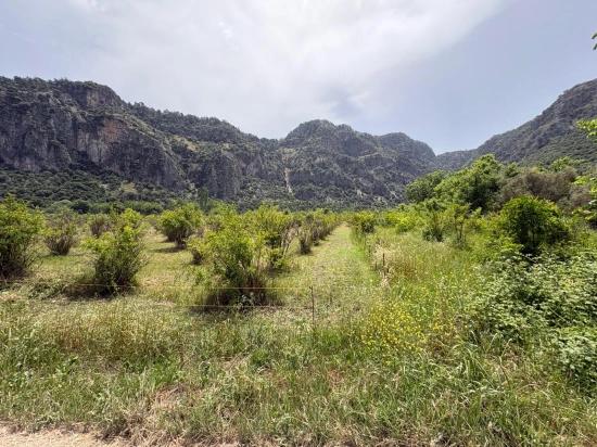 2100 M2 Großes Grundstück Zum Verkauf In Okçular Marmaris.