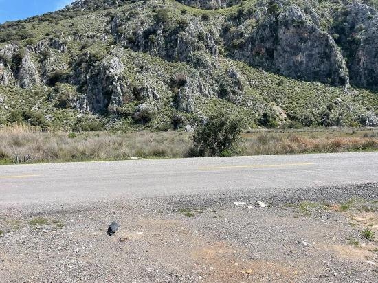 19.600 M² Großes Grundstück Zum Verkauf, Direkt An Der Straße Dalyan Iztuzu Beach Gelegen.