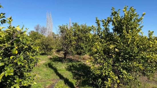 2.218m2 Grundstück Zum Verkauf In Okçular Marmarlı