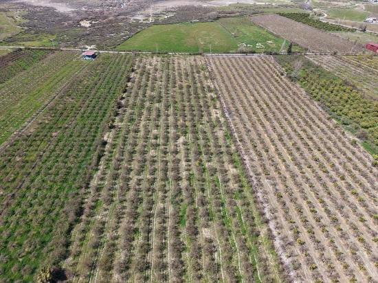 16.710 M² Granatapfelgarten Zum Verkauf Mit Seeblick In Eskiköy