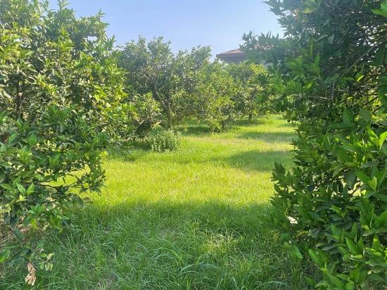 722m2 Grundstück Zum Verkauf In Dalyan Gülpınar