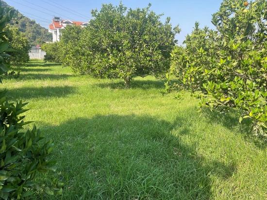 722m2 Grundstück Zum Verkauf In Dalyan Gülpınar