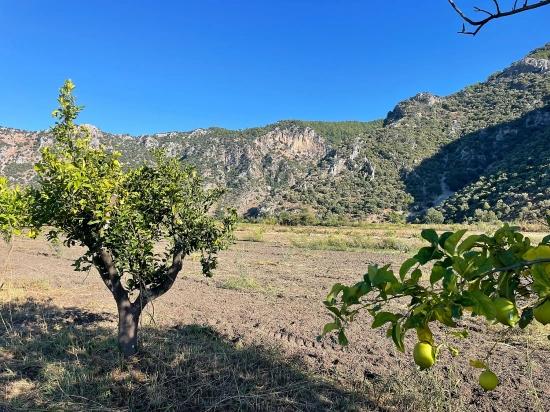 6600 M² Großes Grundstück In Der Nähe Des Zentrums Von Dalyan Zu Verkaufen.