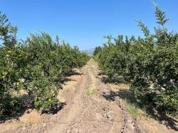 Feld Zu verkaufen in Dalyan Bz. Ortaca - Gehäuse-Zonierung - 10.000 m²