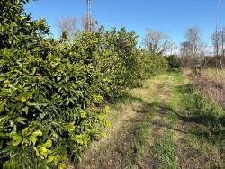 Feld Zu verkaufen in Dalyan Bz. Ortaca - Feld-Zonierung - 16.500 m²