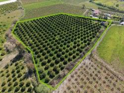Weinberg & garten Zu verkaufen in Dalyan Bz. Ortaca - Weinberg & garten-Zonierung - 17.550 m²
