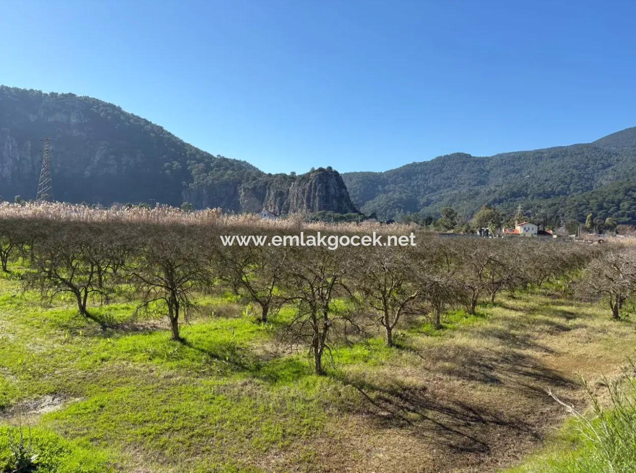 5985M2 5% Zoniertes Land Zum Verkauf In Dalyan Als Weinberggarten