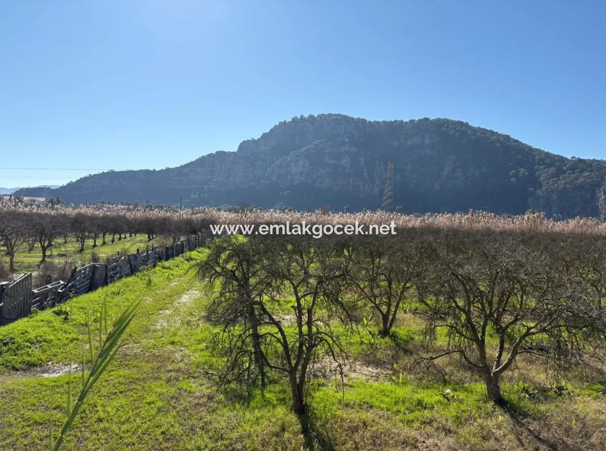 5985M2 5% Zoniertes Land Zum Verkauf In Dalyan Als Weinberggarten