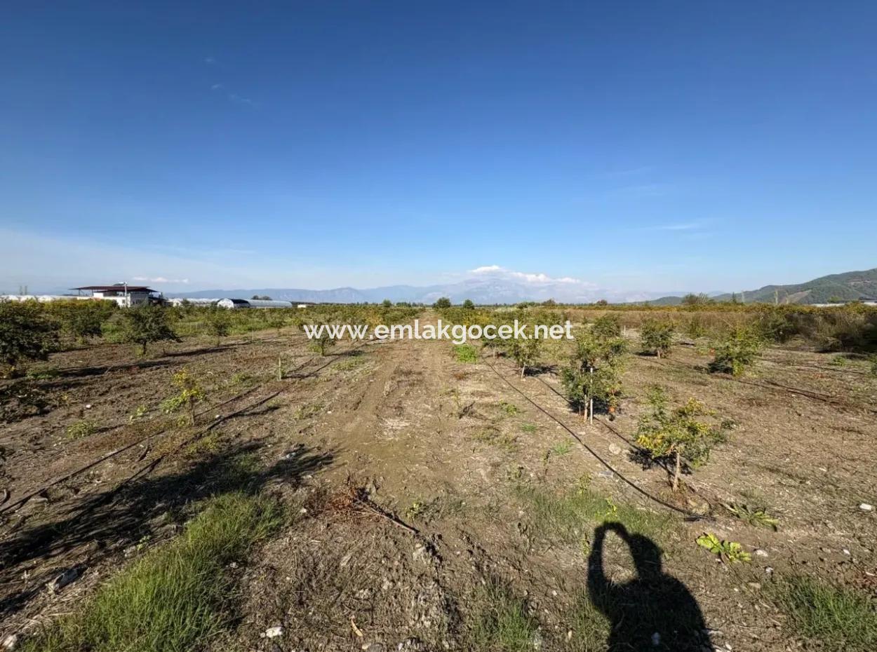 21500M2 Granatapfelgarten Zum Verkauf In Eskiköy