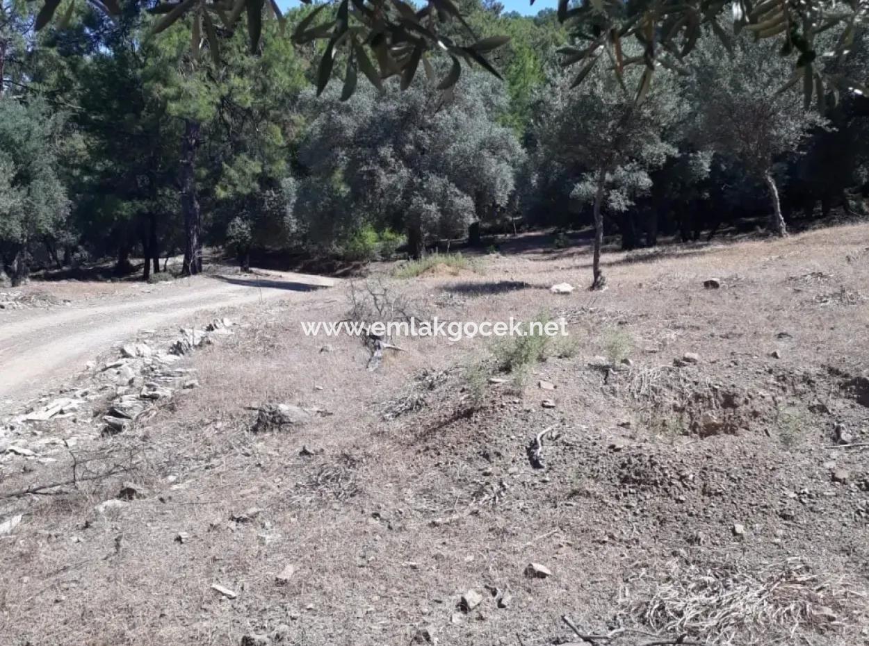 Dalyan Iztuzu In Der Dalyan Zum Verkauf Zum Verkauf In Der Candır 2367M2 2B
