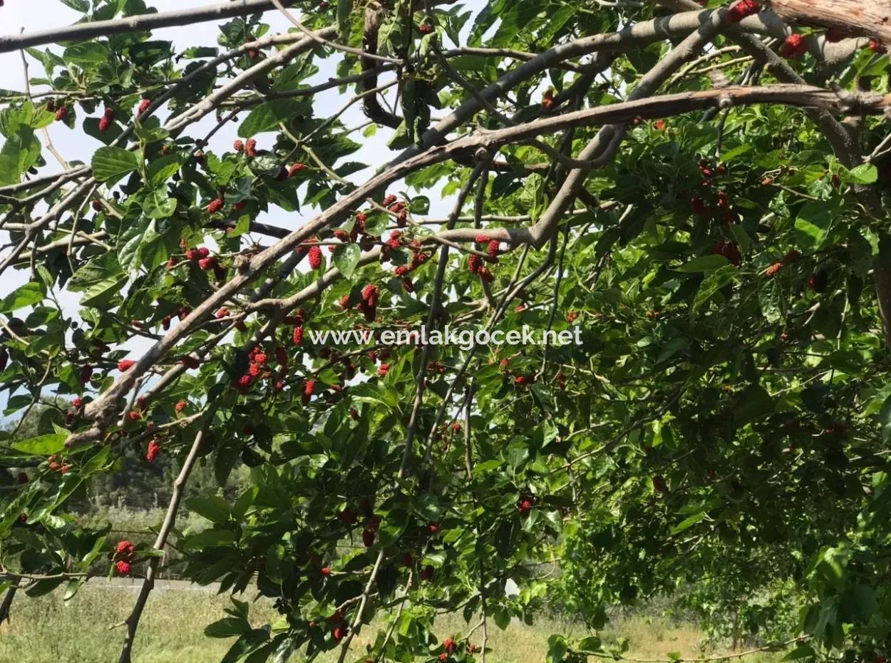 Ackerland Zum Verkauf In Seydikemer Korubuku 76000M2