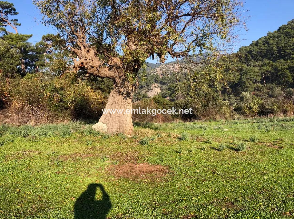 Ekincik Land Zu Verkaufen 10.038M2 Land Zum Verkauf Feld