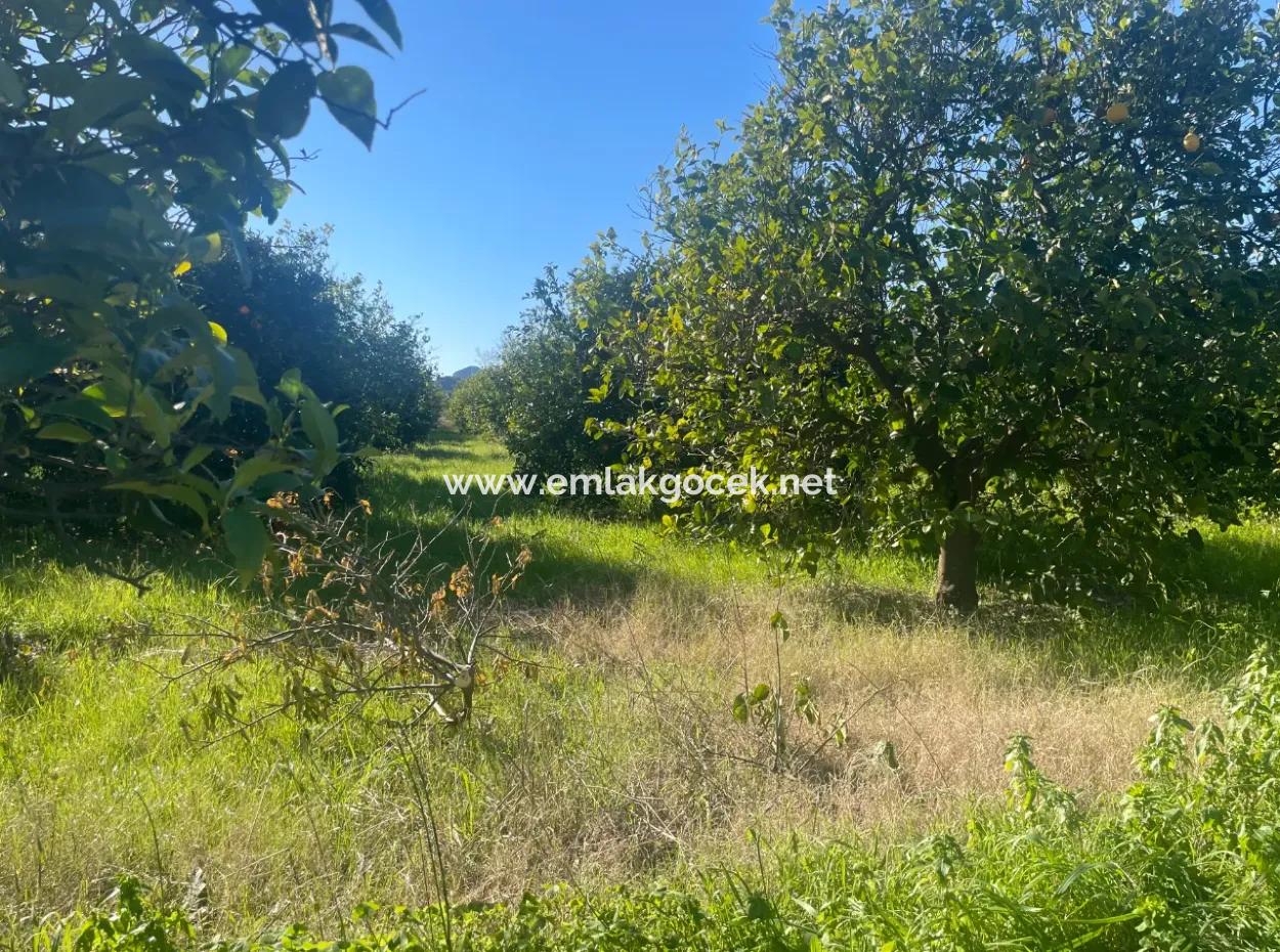 Dalyan Grundstück Zum Verkauf 5227M2 Grundstück Zum Verkauf