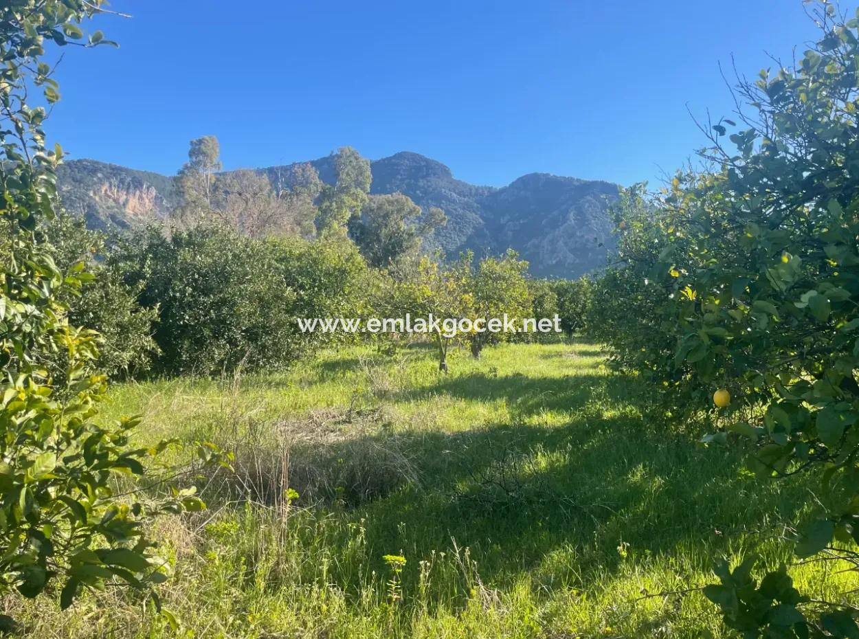 Dalyan Grundstück Zum Verkauf 5227M2 Grundstück Zum Verkauf