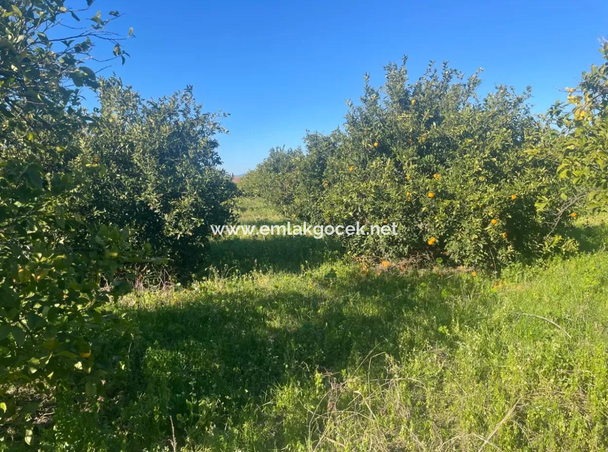 Dalyan Grundstück Zum Verkauf 5227M2 Grundstück Zum Verkauf