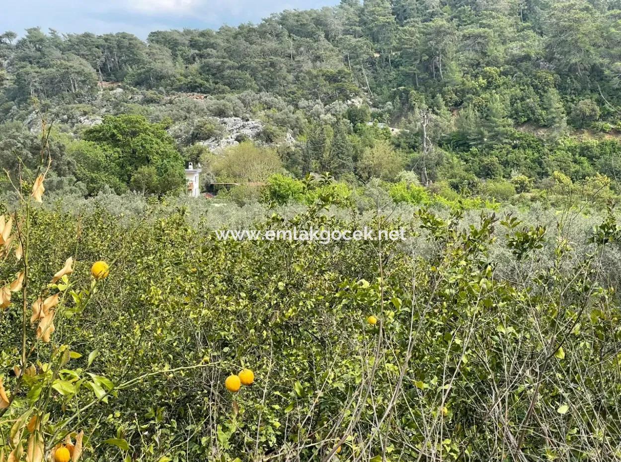 5000M2 Feld Zum Verkauf Am Anfang Der Straße In Çandır