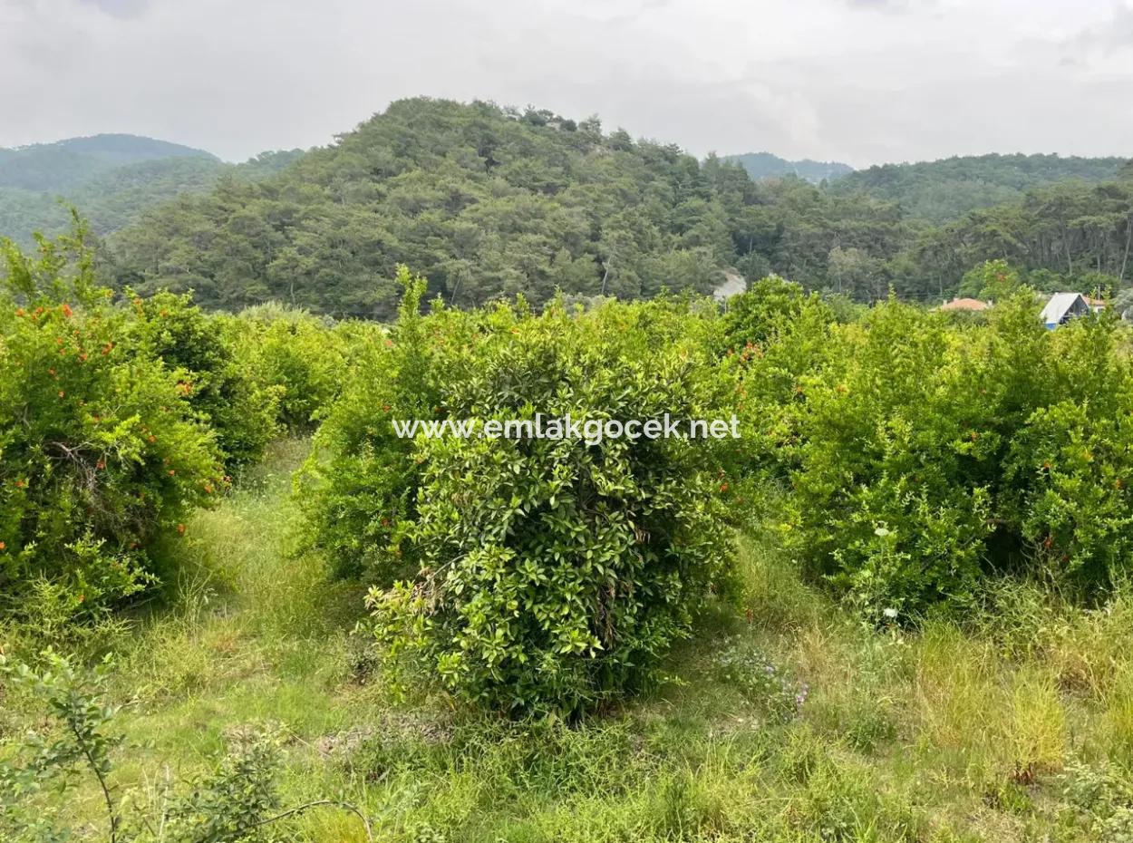 Gökbelde 14.000M2 Feld Zu Verkaufen