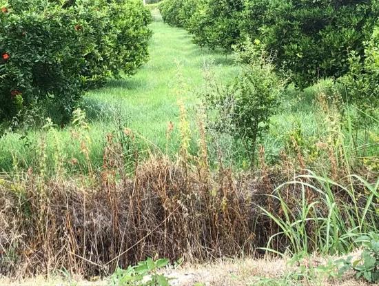 722M2 Grundstück Zum Verkauf In Dalyan Gülpınar Zum Verkauf