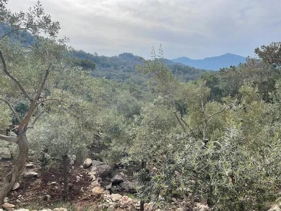 Köyceğiz Ekincik Mit Meerblick 7.000m2 2b Zu Verkaufen Olivenhain