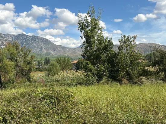 10.500 M2 Zum Verkauf Feld In Köyceğiz Zeytinalanı
