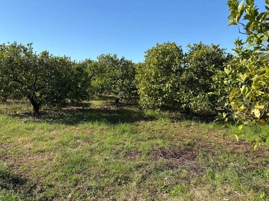 Zitronenhain In Dalyan Zu Verkaufen, 16.500 M²